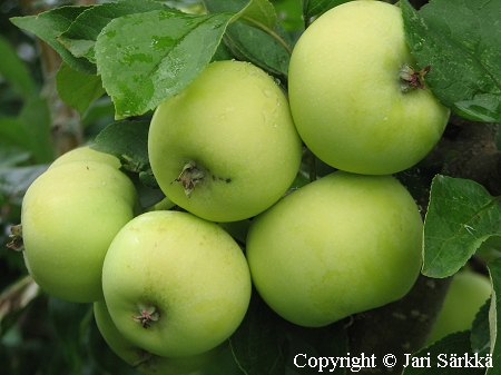 Malus domestica 'Junost', tarhaomenapuu